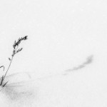 Gras, Schnee, Schatten, Zenfotografie